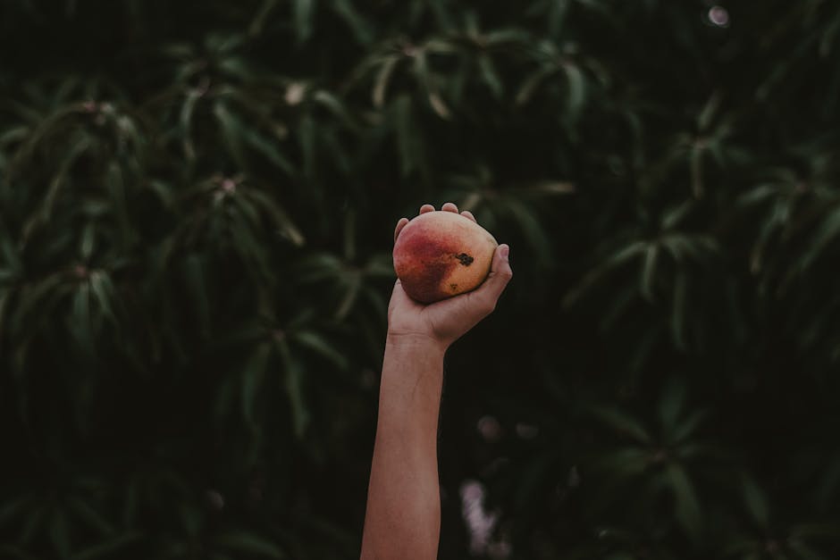 A hand holds a ripe mango against a lush background of mango leaves in a Mexican orchard.
